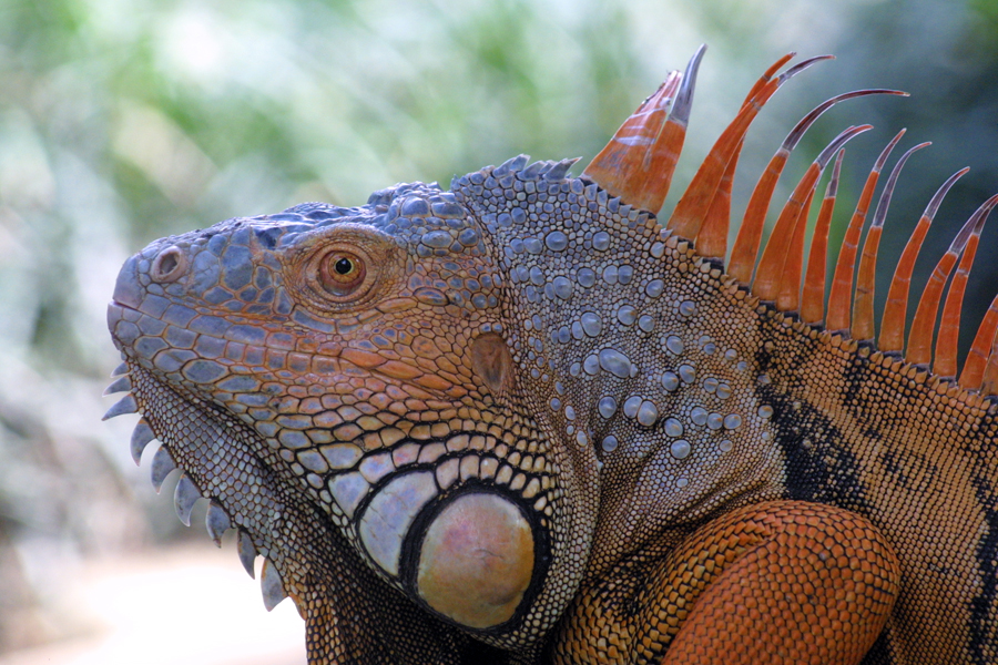 Iguana