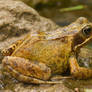 Common frog 1