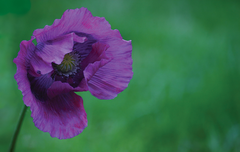 The Purple Poppy