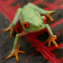 Red eyed tree frog V6