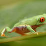 Red eyed tree frog V12