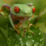 Red eyed tree frog on plant