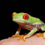 Red eyed tree frog on black
