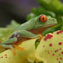 Tree frog on mimulus