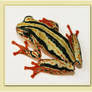 Painted Reed frog