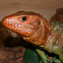 Caimen lizard V2