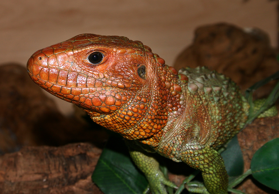 Caimen lizard V2