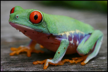 Tree frog on wood stock