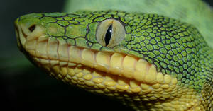 Amazon Basin Emerald Tree Boa