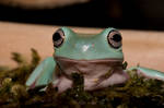 Whites tree frog V6 by AngiWallace