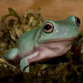 whites tree frog V5