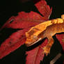 Autumn crested gecko 3