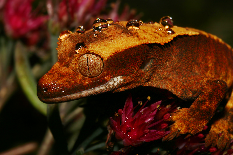 Autumn crestie 10