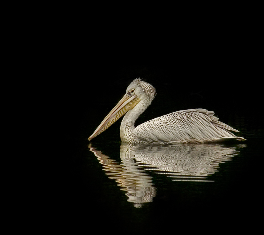 The Pelican