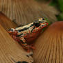Reed frog on mushroom