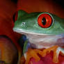 Freesia frog