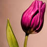 HDR pink tulip