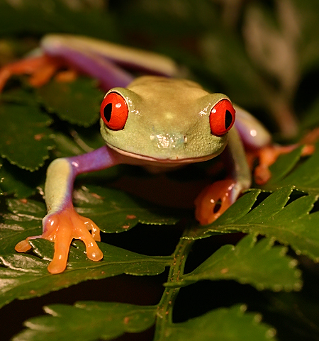 Amongst the leaves