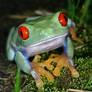 frog on moss