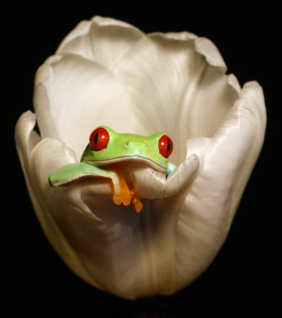 Frog in a tulip
