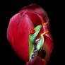 Frog in a pink tulip