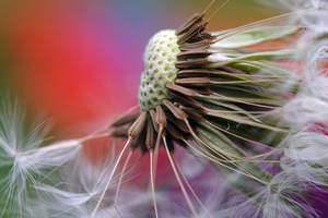 Colours of Spring