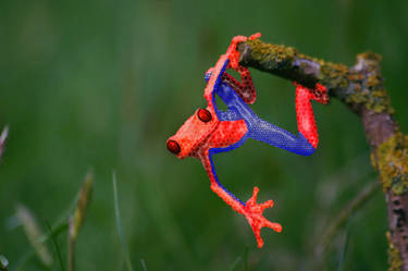 Spiderfrog