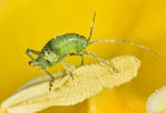 Bush cricket on stamen by AngiWallace