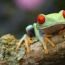 Tree frog in a tree