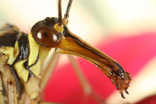 Scorpion fly headshot