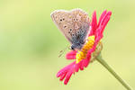 Common blue butterfly again by AngiWallace