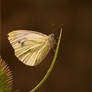 Green veined white on teasle