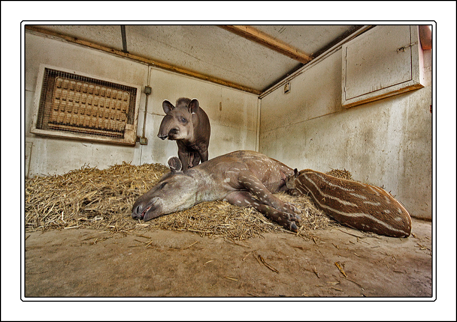 Meet the Tapir family