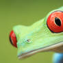 Macro frog
