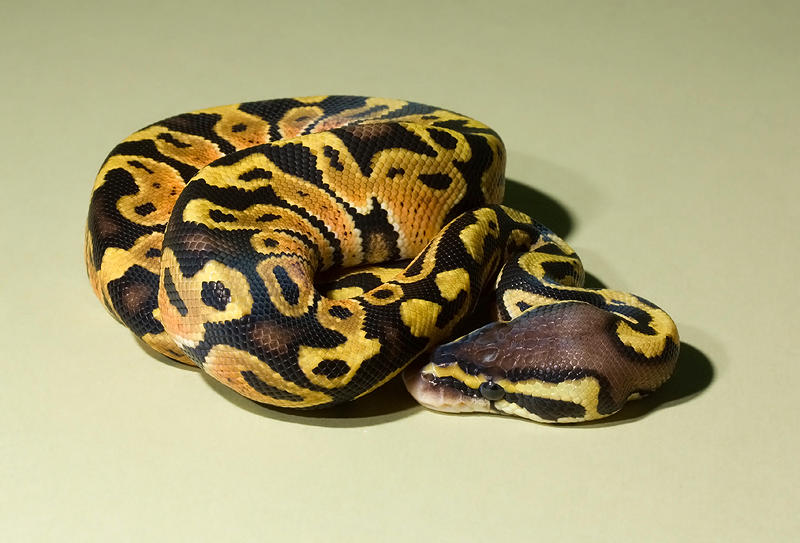 Pastel royal python by AngiWallace on DeviantArt