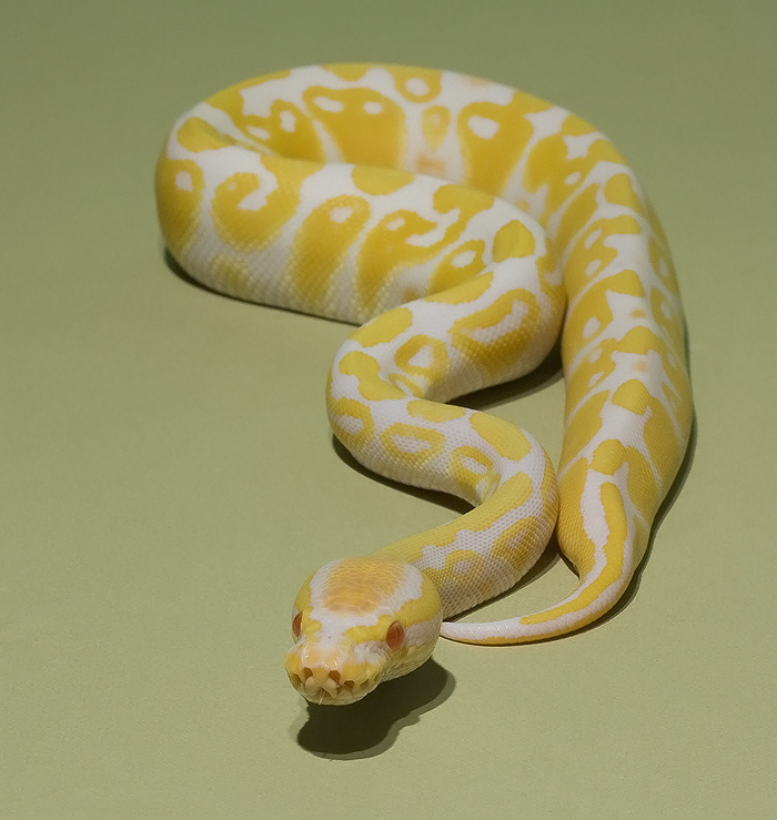 Albino royal python 2 stock