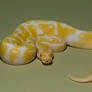 Albino royal python 4 stock