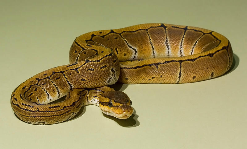 Royal Python Bit Pinstripe royal python 2 stock by AngiWallace on DeviantArt