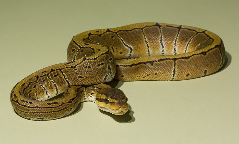 Pinstripe royal python 2 stock by AngiWallace on DeviantArt