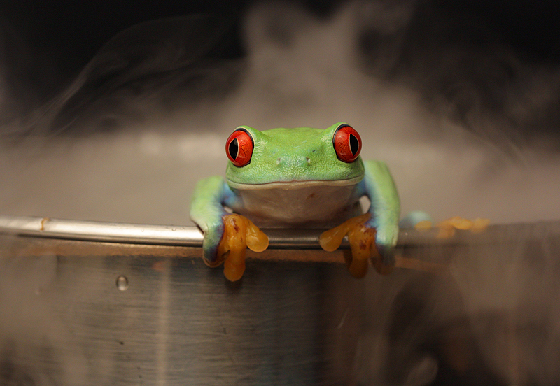 How to boil a frog V4