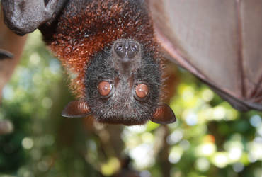 Fruit bat in tree