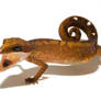 Malaysian Cat gecko