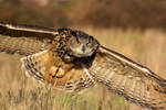 Eagle owl in flight by AngiWallace