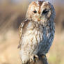 Tawny owl on a frosty branch