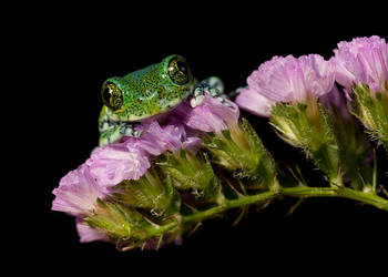 Usunbara peacock frog on pink by AngiWallace