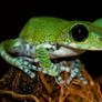 peacock frog on roots