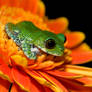 Peacock frog on orange flower