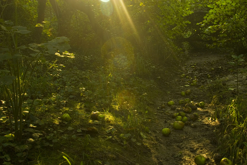 Fallen apples in woods -stock