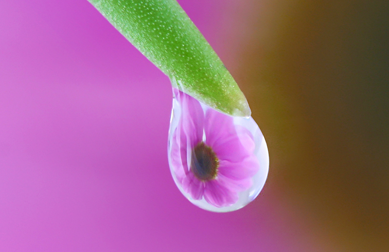 In the pink cropped