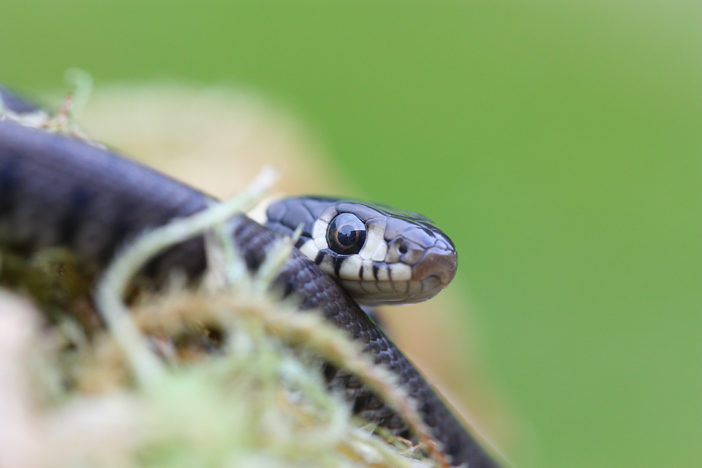 Hatchling Grass snake headshot